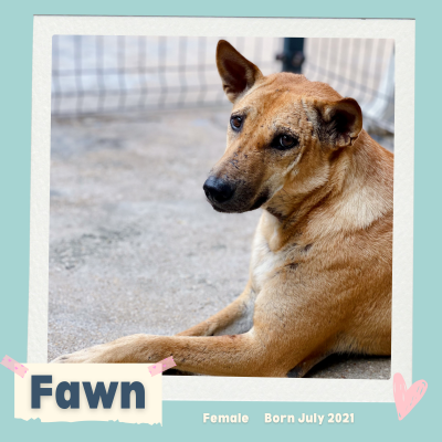 Saving the Voiceless – Animal Rescue & Protection Across Southern Cambodia