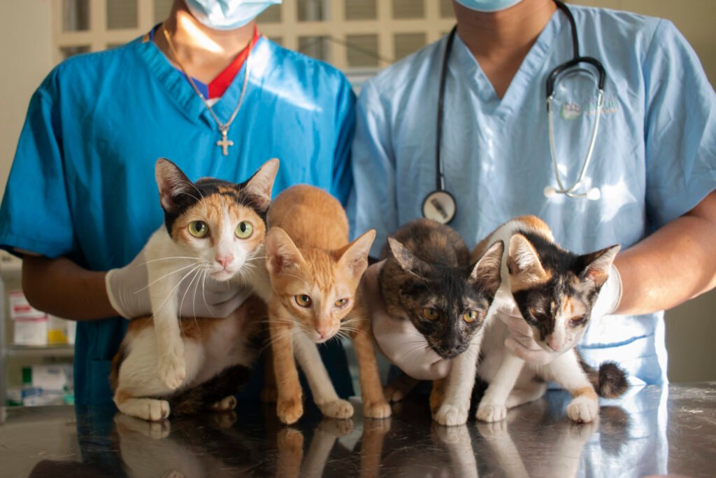 Saving Lives Without a Voice: Animal Rescue & Protection in Cambodia