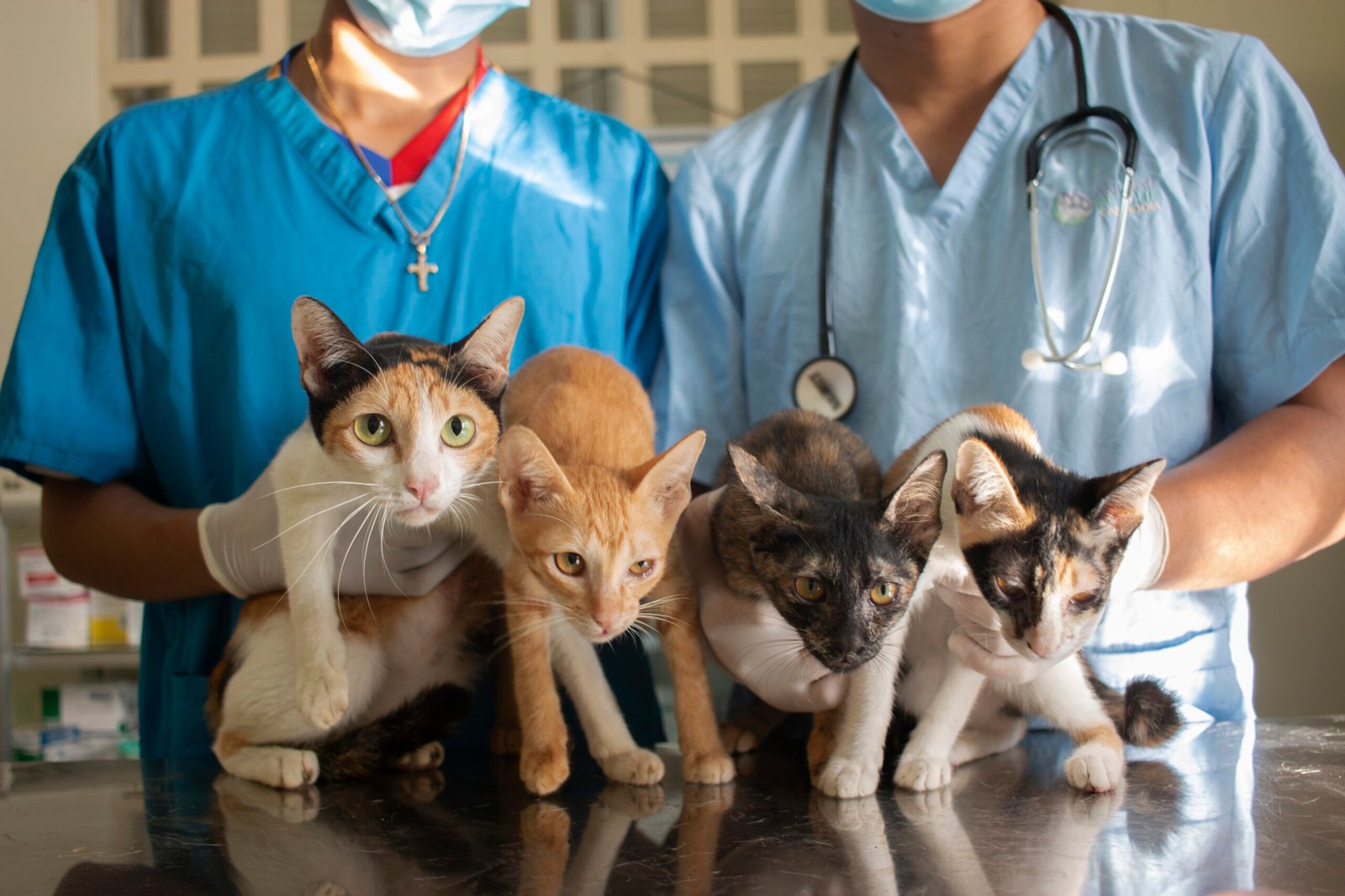 Saving Lives Without a Voice: Animal Rescue & Protection in Cambodia